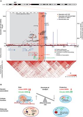 Long Noncoding RNA ANRIL: Lnc-ing Genetic Variation at the Chromosome 9p21 Locus to Molecular Mechanisms of Atherosclerosis